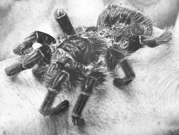 This tarantula caused a scare in Whitley Bay in January 1991 when it was found by