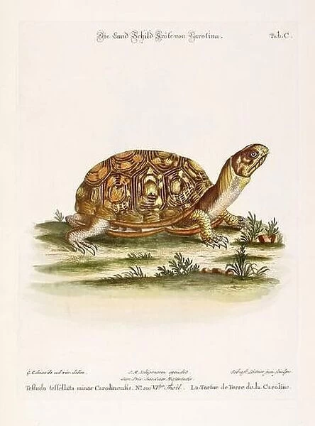 Turtle illustration - Antique plate of the dutch book: Collection of foreign and rare birds, illustrated by George Edwards-1772