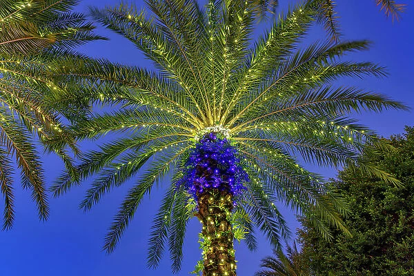 Palm trees with lights at dusk