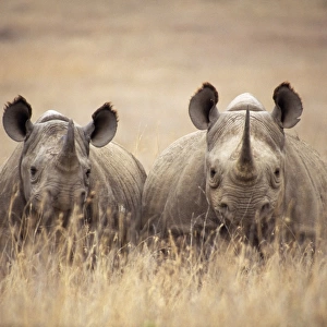 Black / Hooked-lipped Rhinoceros - two in long grass