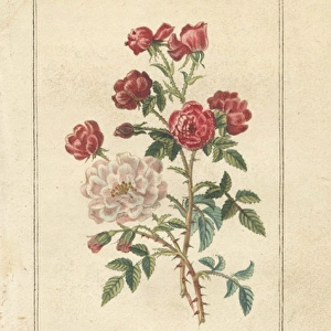China rose, Rosa indica, and hybrid tea rose
