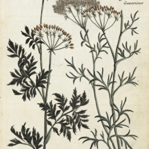 Coriander, Coriandrum sativum and Pimpinell