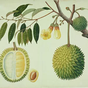Durio zibethinus, durian fruit