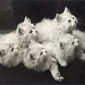 Fall / Chinchilla Kittens