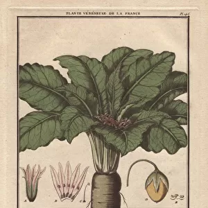 Female mandrake plant, Atropa mandragora or