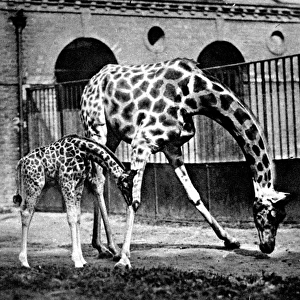 Giraffes at London Zoo, 1922