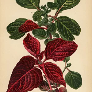 Herbsts bloodleaf varieties, Iresine herbstii