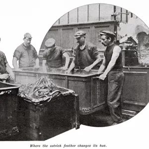 Manufacture of Ostrich Feathers - Changing Hue 1907