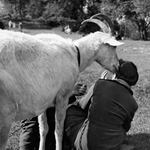 People in a park with a friendly goat