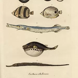 Pipefish, trumpetfish, tropical fish and blowfish