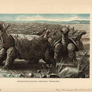 Saddle-backed Rodrigues giant tortoise, Cylindraspis