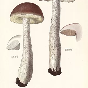 Scaber stalk mushrooms
