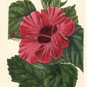 Single-flowered Chinese rose mallow, Hibiscus rosa-sinensis