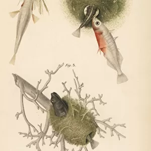 Sticklebacks and their nests