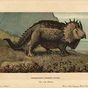 Triceratops prorsus Marsh, extinct genus of