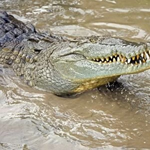 American Crocodile - Tropical rainforest - Costa Rica