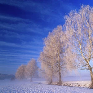 Birches several frost covered birch trees in winter Bavaria, Germany
