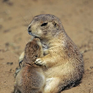 Black-tailed Prairie Dog - mother playing with baby animal, Emmen, Holland