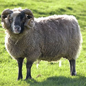 Castlemilk Moorit ram at Cotswold Farm Park, UK The farm park houses a large collection of rare breeds of cattle, sheep, pigs and pultry and is situated next to a working farm in Temple Guiting, Gloucestershire