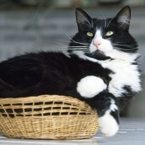 Cat - fat cat in small basket
