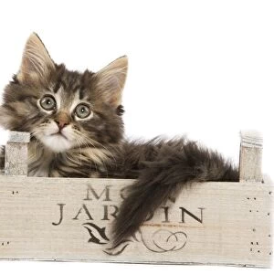 Cat - Norwegian Forest kitten in studio lying in wooden box