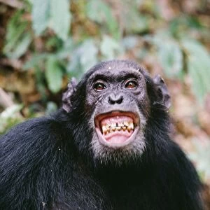 Chimpanzee - "Gigi" excited by Colobus hunt. Gombe Tanzania, Africa
