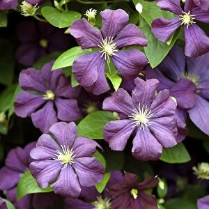 Clematis Viticella "Etoile Violette" East Sussex garden, UK
