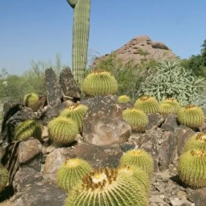 Desert WAT 4920 Saguaro & Gold Barrel Cactus Arizona USA Carnigiea gigantea & Echinocactus grusonii © M. Watson / ARDEA LONDON
