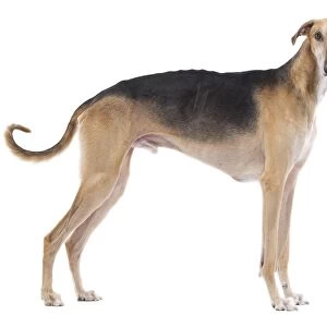 Dog - Polish Greyhound