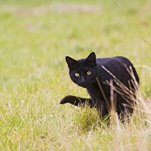 Domestic cat - black feral cat - hunting Bedfordshire UK 005203