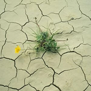 Drought - Buttercup growing in cracked earth
