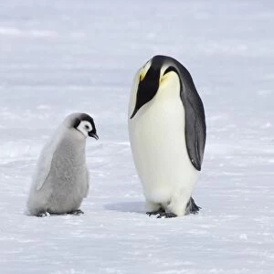 Emperor Penguin - Parent with Chick Aptenodytes forsteri Snow Hill Island Antarctica BI012107