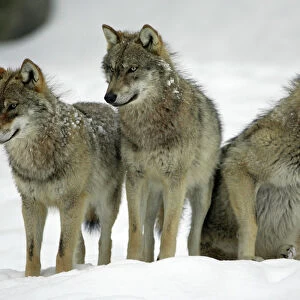 European Wolf - 3 young animals looking alert in snow, winter Bavaria, Germany