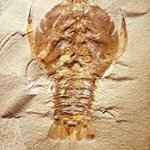 Fossil Crustacean (Jurassic), Solenhofen Germany