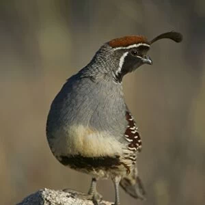 Gambel's Quail - Male-sonoran desert resident-common in desert scrublands and thickets usually near permanent water Arizona, USA E50T7738
