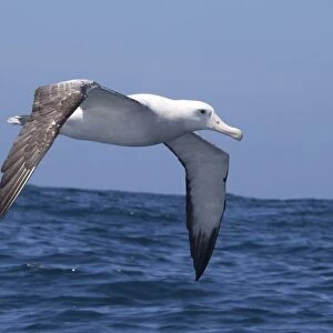 Gibson's Albatross - in flight over sea - offshore from Kaikoura, South Island, New Zealand. Some authorities consider Gibson's Albatross to be a subspecies of the Wandering Albatross so Diomedea exulans gibsoni