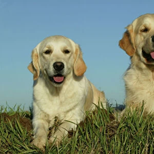 Golden Retriever Dogs - Two lying down together