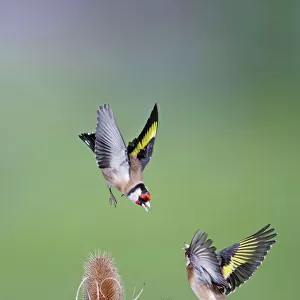 Goldfinches - fighting - Bedfordshire - UK 007044