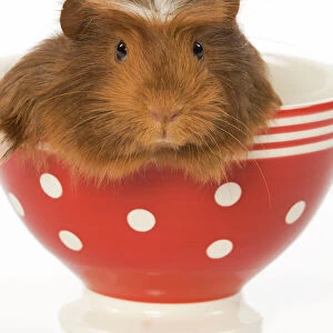 Guinea Pig - in red & white spotted bowl