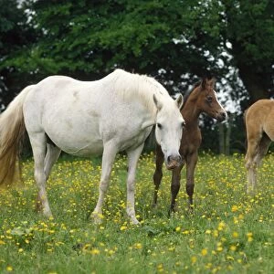 Horse - with ponies