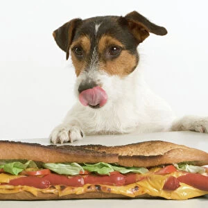Jack Russell Terrier - looking at sandwich on table