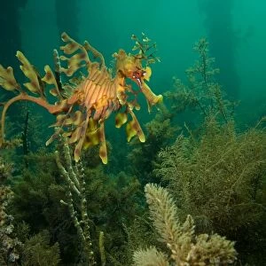 Leafy seadragon - in algae under a petty, Wool Bay, South Australia TED00704