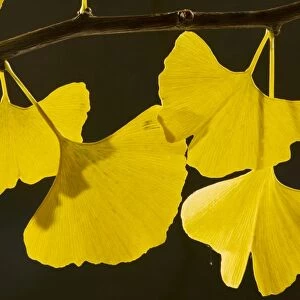 Leaves of Maidenhair Tree Ginkgo biloba in autumn. From China, planted; Dorset