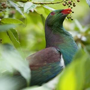 New Zealand Pigeon portrait of an adult one sitting in a tree feeding on berries Westland National Park, West Coast, South Island, New Zealand