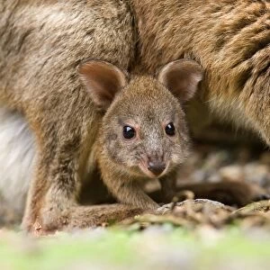 Red-necked Pademelon - portrait of a cute joey looking out between its mother's legs. She is on all fours feeding on the ground - Lamington National Park, Queensland, Australia