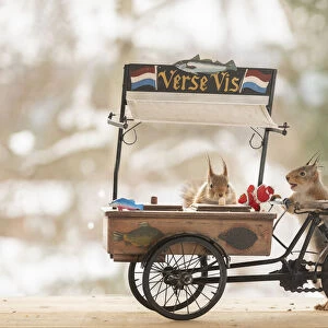 red squirrel holding a cargo bike with fish