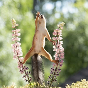 red squirrel reaching up from lupine flowers
