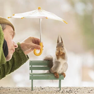 red squirrel sitting on an bench man holding a umbrella