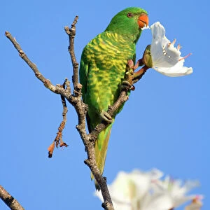 Scaly-breasted Lorikeet - adult sitting on the very top of a tree feeding on a white tree blossom - Hervey Bay, Queensland, Australia