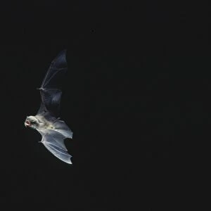 Schreiber's Long-fingered / Schreiber's Long-eared / Schreiber's Bat flying out of a cave. Post breeding season (september) French jura, France Distribution: SW Europe to China, Africa, Madagascar & Japan